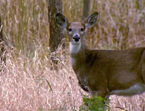 lottery deer satoshi|Deer Lottery Held, Licenses Remain .